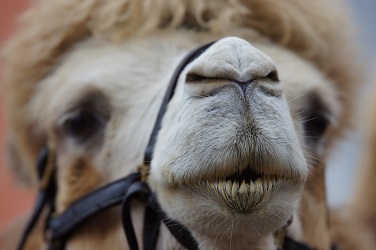 chistes de camellos
