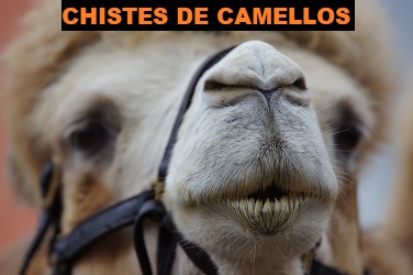 chistes de camellos