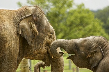 chistes de elefantes