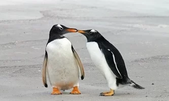 chistes de pingüinos